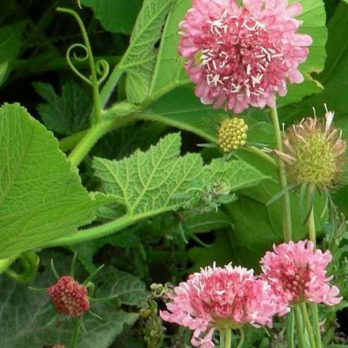 Salmon queen Scabiosa - grown plastic free at Organic Plant Nursery