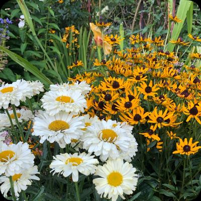 Leucanthemum - Shasta Daisy - organic plant nursery