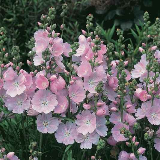 Sidalcea 'Rosaly' grown sustainably and plastic free in my back garden, carbon neutral Organic Plant Nursery