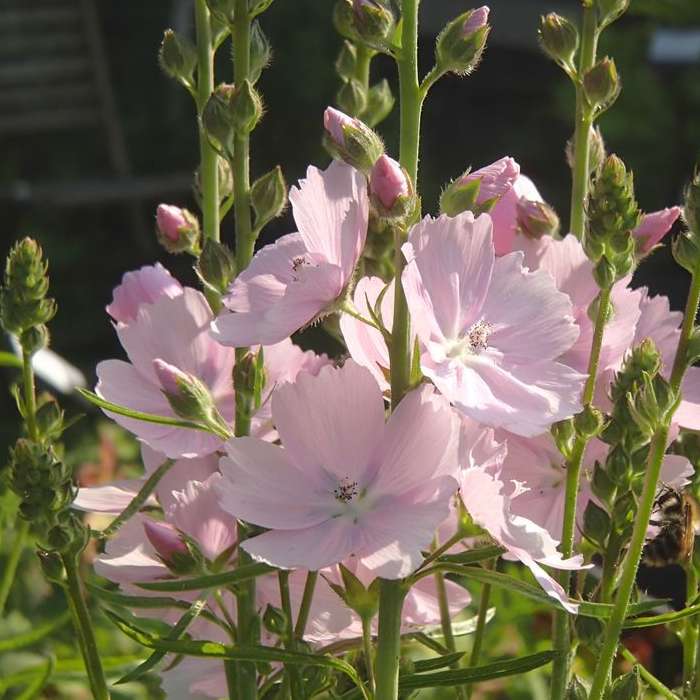 Sidalcea 'Rosaly' grown sustainably and plastic free in my back garden, carbon neutral Organic Plant Nursery