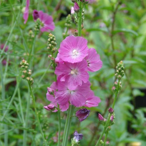 Sidalcea Malviflora 'Party Girl' grown sustainably and plastic free in my back garden, carbon neutral Organic Plant Nursery