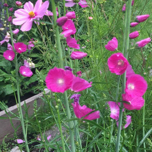 Sidalcea Malviflora 'Party Girl' grown sustainably and plastic free in my back garden, carbon neutral Organic Plant Nursery