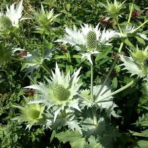 Eryngium Giganteum Silver Ghost - Organic Plant Nursery