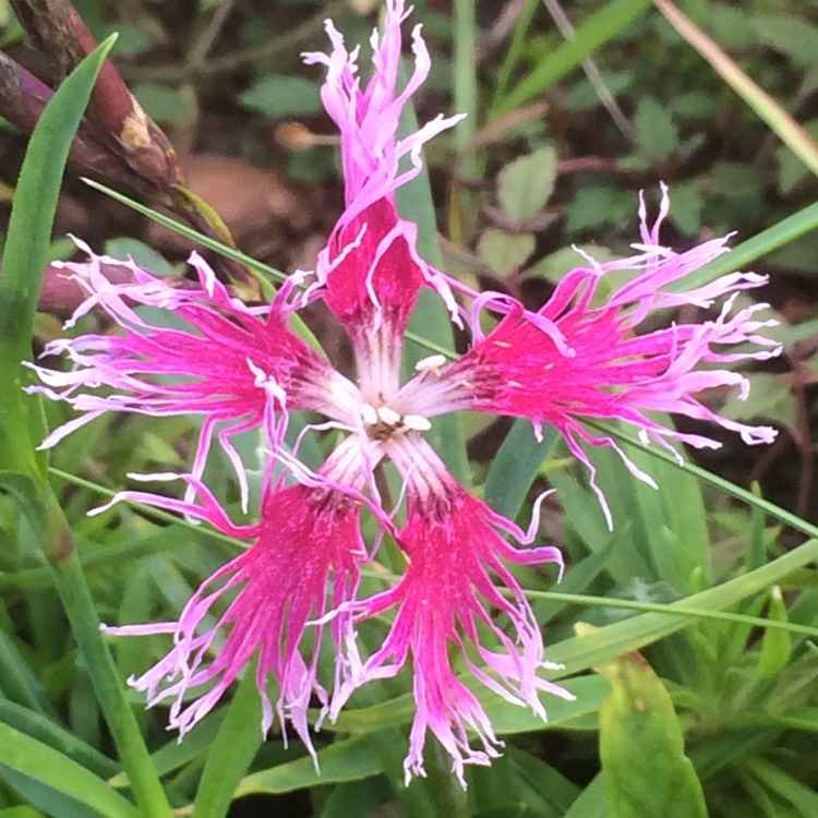 Dianthus 'Rainbow Loveliness' grown sustainably and plastic free in my back garden, carbon neutral Organic Plant Nursery