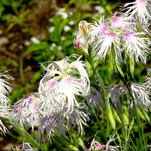 Dianthus 'Rainbow Loveliness' grown sustainably and plastic free in my back garden, carbon neutral Organic Plant Nursery
