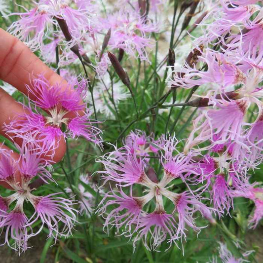 Dianthus 'Rainbow Loveliness' grown sustainably and plastic free in my back garden, carbon neutral Organic Plant Nursery