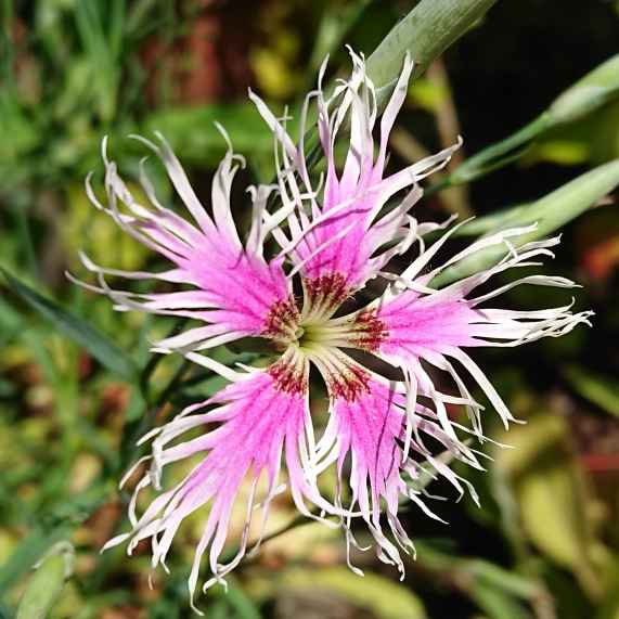Dianthus 'Rainbow Loveliness' grown sustainably and plastic free in my back garden, carbon neutral Organic Plant Nursery