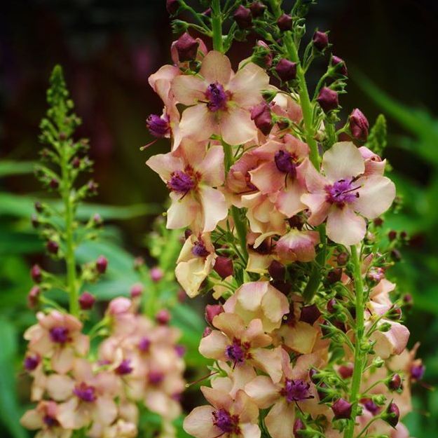 Verbascum Southern Charm' grown sustainably and plastic free in my back garden, carbon neutral Organic Plant Nursery